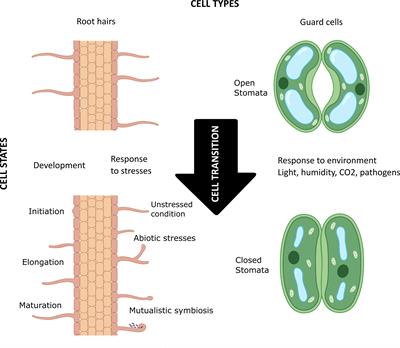 The evolving definition of plant cell type